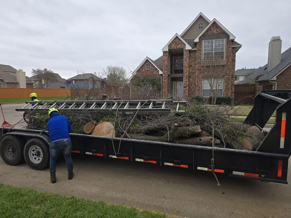 Expert Deadwooding with proper safety equipment in East Aurora